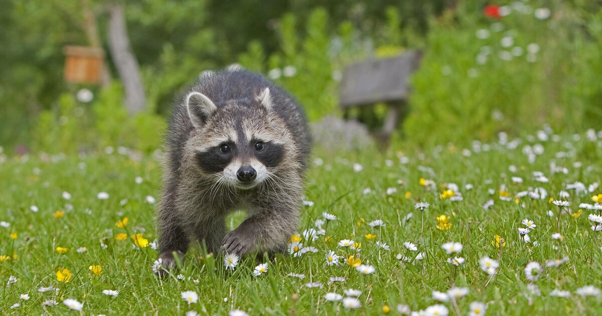 Waschbär vertreiben Die besten Hausmittel